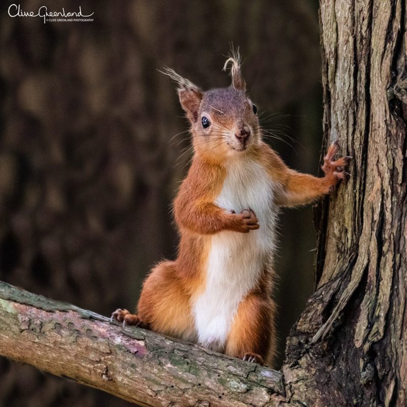 Permalink to:Red Squirrel – Brownsea Island, UK