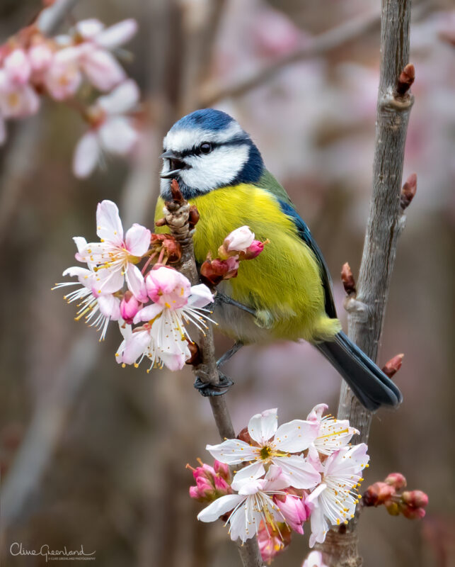 Permalink to:Blue Tit in Cherry Blossom Tree